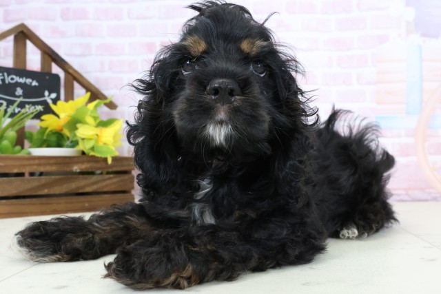 宮崎県のアメリカンコッカースパニエル (Coo&RIKU宮崎店/2026年1月15日生まれ/女の子/ブラックタンホワイト)の子犬の3枚目の画像