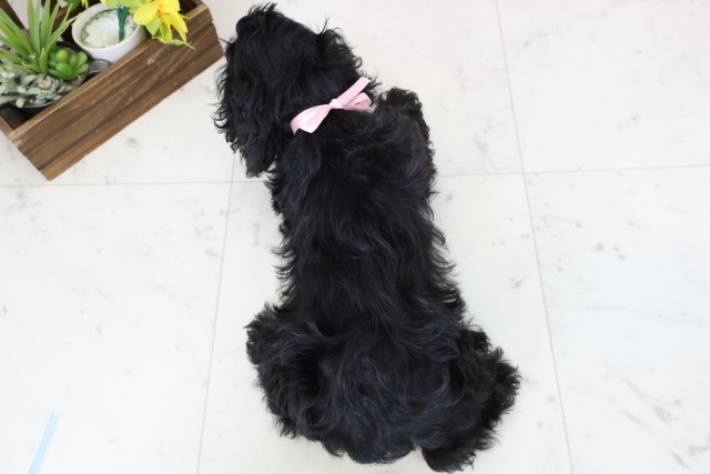 宮崎県のアメリカンコッカースパニエル (Coo&RIKU宮崎店/2026年1月15日生まれ/女の子/ブラックタンホワイト)の子犬の4枚目の画像