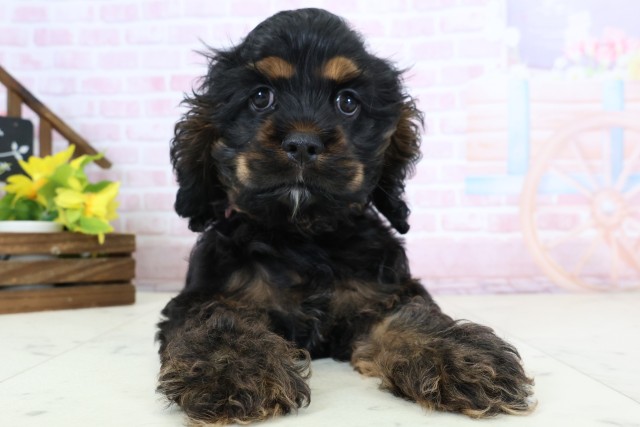 長崎県のアメリカンコッカースパニエル (Coo&RIKU長崎佐世保店/2026年1月15日生まれ/女の子/ブラックタンホワイト)の子犬の1枚目の画像