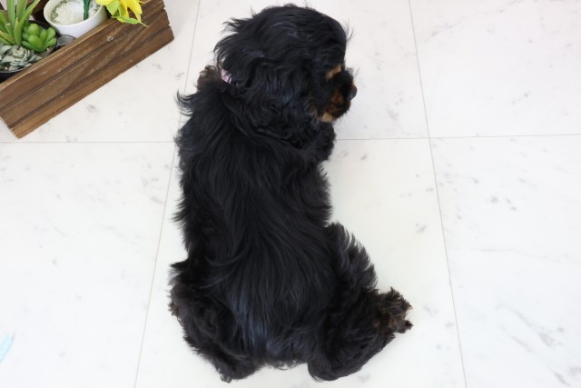 長崎県のアメリカンコッカースパニエル (Coo&RIKU長崎佐世保店/2026年1月15日生まれ/女の子/ブラックタンホワイト)の子犬の4枚目の画像