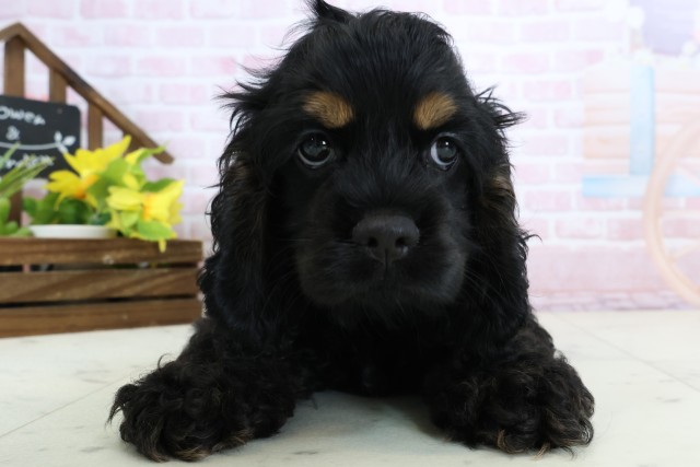 鹿児島県のアメリカンコッカースパニエル (Coo&RIKU鹿屋店/2026年1月15日生まれ/女の子/ブラックタンホワイト)の子犬の1枚目の画像