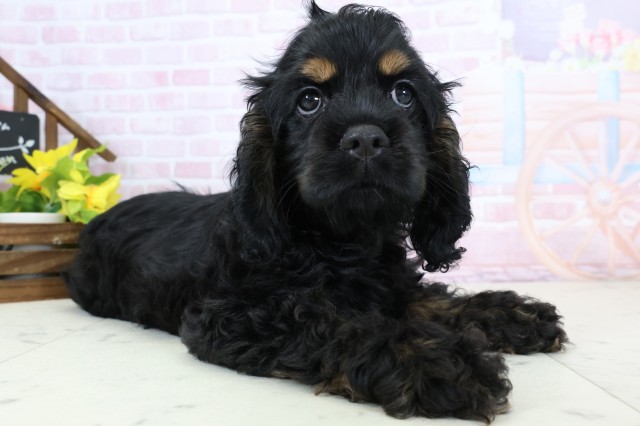 鹿児島県のアメリカンコッカースパニエル (Coo&RIKU鹿屋店/2026年1月15日生まれ/女の子/ブラックタンホワイト)の子犬の2枚目の画像