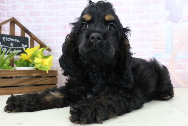 鹿児島県のアメリカンコッカースパニエル (Coo&RIKU鹿屋店/2026年1月15日生まれ/女の子/ブラックタンホワイト)の子犬の3枚目の画像