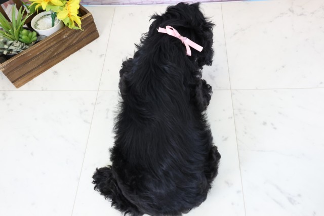 鹿児島県のアメリカンコッカースパニエル (Coo&RIKU鹿屋店/2026年1月15日生まれ/女の子/ブラックタンホワイト)の子犬の4枚目の画像