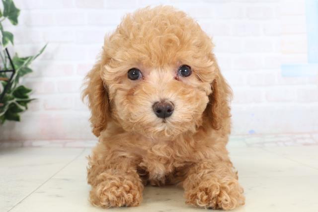 長崎県のトイプードル(トイ) (Coo&RIKU長崎佐世保店/2026年1月19日生まれ/男の子/クリーム)の子犬の1枚目の画像