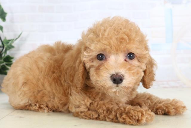 長崎県のトイプードル(トイ) (Coo&RIKU長崎佐世保店/2026年1月19日生まれ/男の子/クリーム)の子犬の2枚目の画像