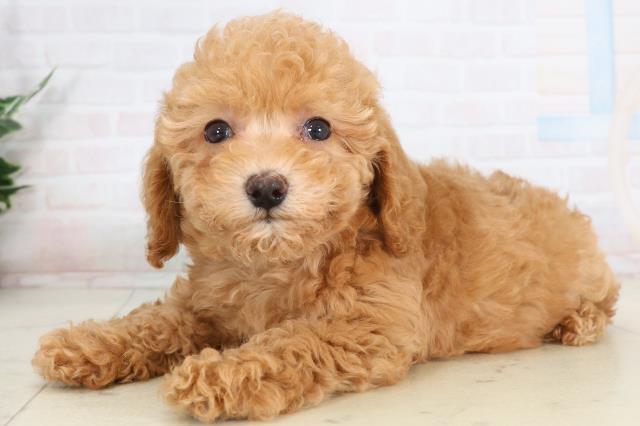 長崎県のトイプードル(トイ) (Coo&RIKU長崎佐世保店/2026年1月19日生まれ/男の子/クリーム)の子犬の3枚目の画像