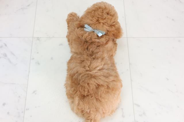 長崎県のトイプードル(トイ) (Coo&RIKU長崎佐世保店/2026年1月19日生まれ/男の子/クリーム)の子犬の4枚目の画像