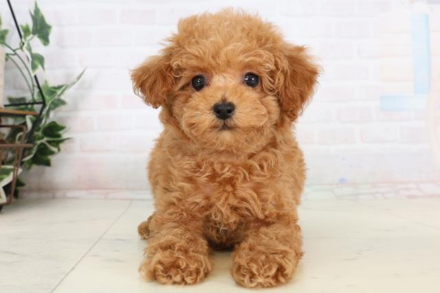 福岡県のトイプードル(トイ) (Coo&RIKU小倉店/2026年1月19日生まれ/男の子/クリーム)の子犬