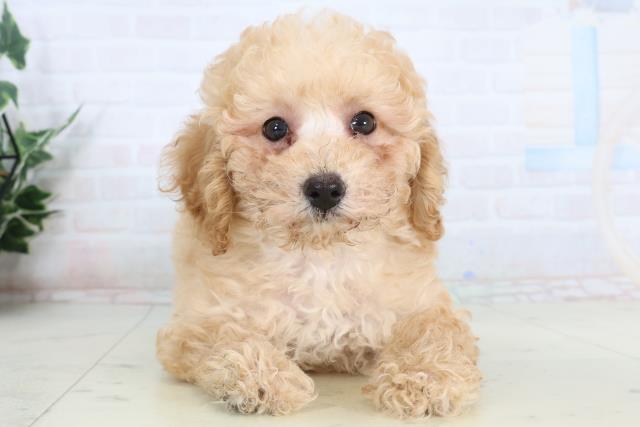 トイ・プードル
