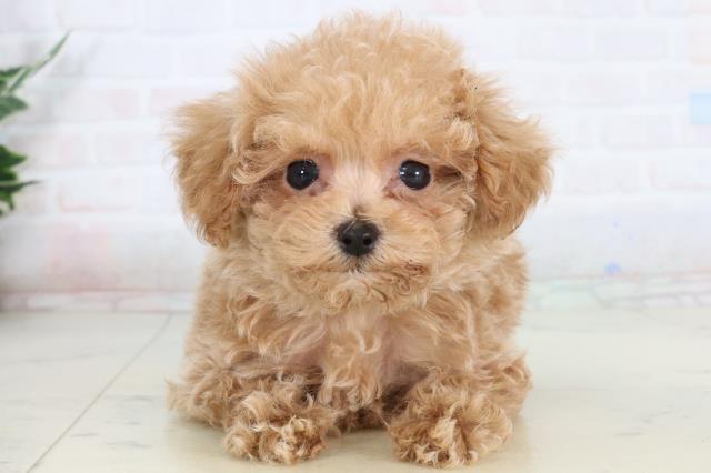 佐賀県のトイプードル(トイ) (Coo&RIKU佐賀神埼店/2026年1月19日生まれ/男の子/クリーム)の子犬の1枚目の画像