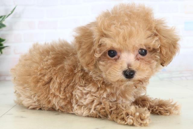 佐賀県のトイプードル(トイ) (Coo&RIKU佐賀神埼店/2026年1月19日生まれ/男の子/クリーム)の子犬の2枚目の画像