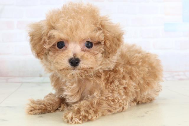 佐賀県のトイプードル(トイ) (Coo&RIKU佐賀神埼店/2026年1月19日生まれ/男の子/クリーム)の子犬の3枚目の画像