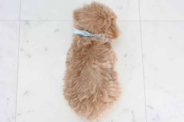 佐賀県のトイプードル(トイ) (Coo&RIKU佐賀神埼店/2026年1月19日生まれ/男の子/クリーム)の子犬の4枚目の画像