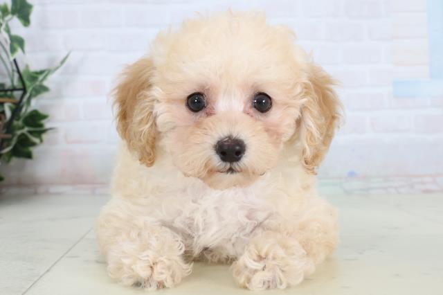 福岡県のトイプードル(トイ) (Coo&RIKU大牟田店/2026年1月19日生まれ/女の子/クリーム)の子犬