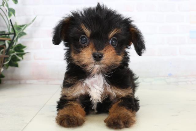 福岡県のチワプー/プーチー(チワワ×プードル) (Coo&RIKUフォレストシティ春日店/2026年1月20日生まれ/男の子/ブラックタン)の子犬