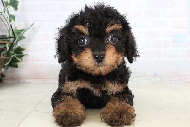 大分県のチワプー/プーチー(チワワ×プードル) (Coo&RIKU大分店/2026年1月20日生まれ/男の子/ブラックタン)の子犬