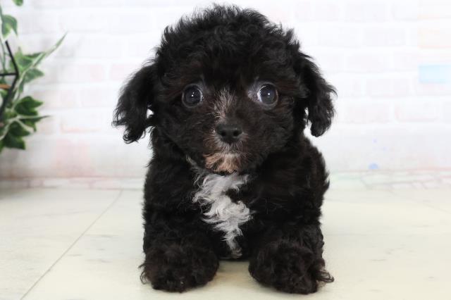 福岡県のチワプー/プーチー(チワワ×プードル) (Coo&RIKU福岡東店/2026年1月20日生まれ/女の子/ブラックタン)の子犬