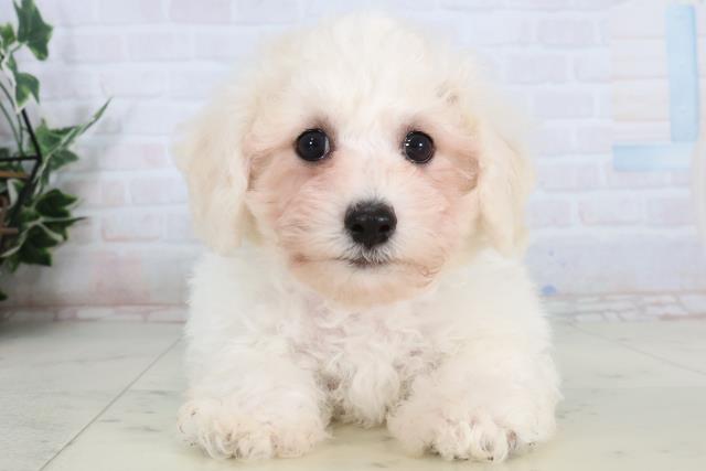 ビション・フリーゼ