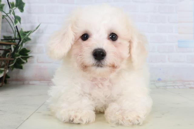 福岡県のビションフリーゼ (Coo&RIKUフォレストシティ春日店/2026年1月20日生まれ/男の子/ホワイト)の子犬