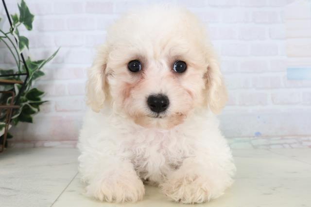 ビション・フリーゼ