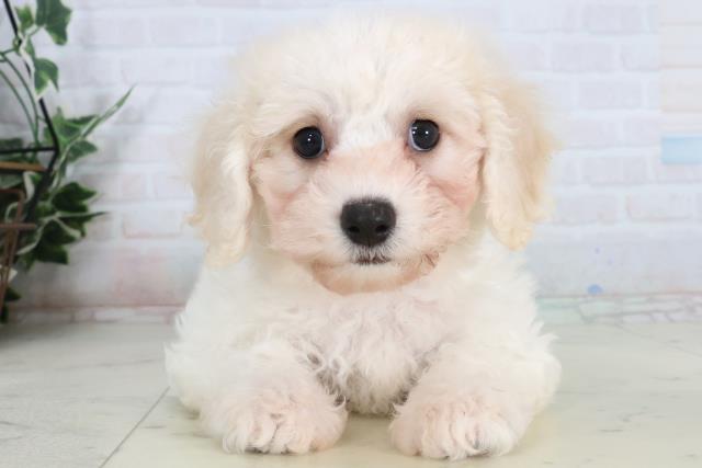 ビション・フリーゼ