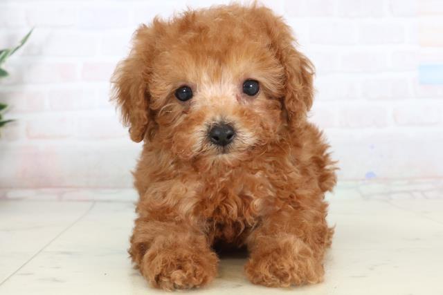 トイ・プードル