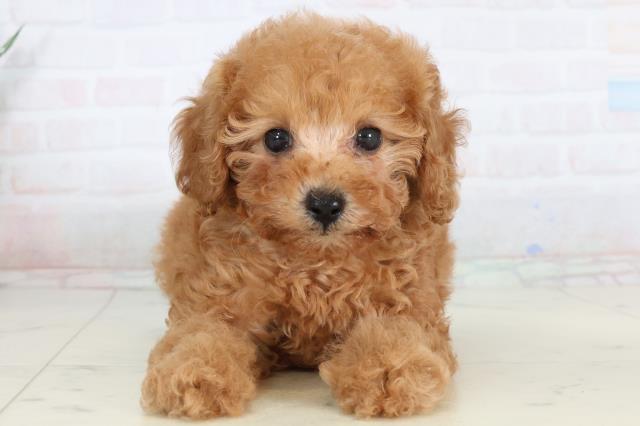 トイ・プードル