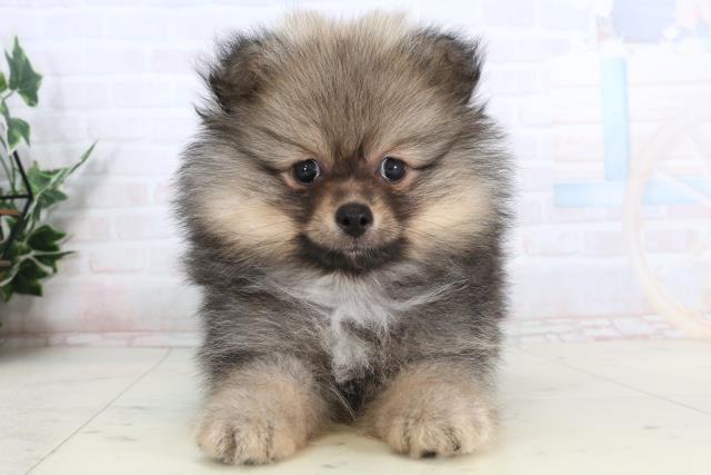 福岡県のポメラニアン (Coo&RIKU小倉店/2026年1月20日生まれ/男の子/ウルフセーブル)の子犬