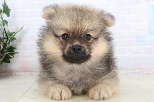 福岡県のポメラニアン (Coo&RIKU福岡西店/2026年1月20日生まれ/男の子/ウルフセーブル)の子犬