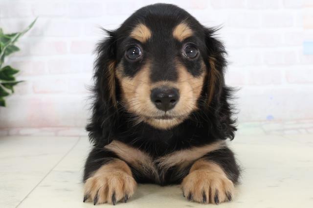 ミニチュア・ダックスフンド