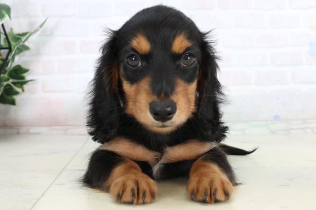 福岡県のミニチュアダックスフンド(ロング) (Coo&RIKU筑後店/2026年1月20日生まれ/女の子/ブラックタン)の子犬