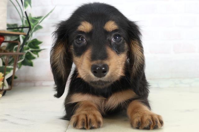 ミニチュア・ダックスフンド