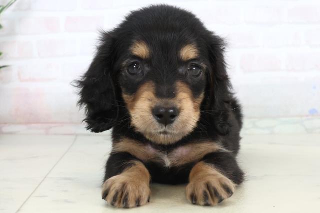 ミニチュア・ダックスフンド