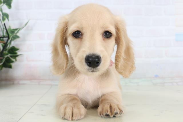 ミニチュア・ダックスフンド