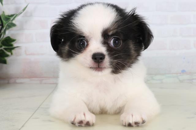 チワワ（ロングコート）