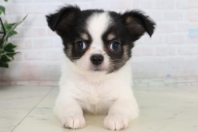 チワワ（ロングコート）