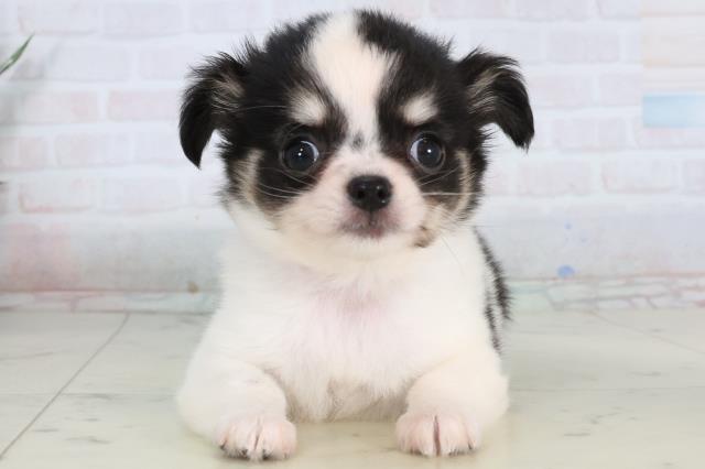 チワワ（ロングコート）