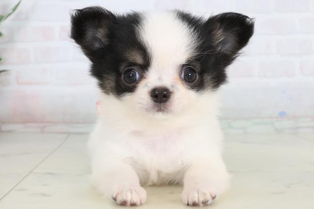 チワワ(ロングコート)