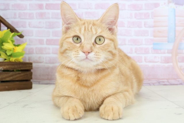 大分県のマンチカン (Coo&RIKU大分店/2025年9月9日生まれ/女の子/レッドタビー)の子猫