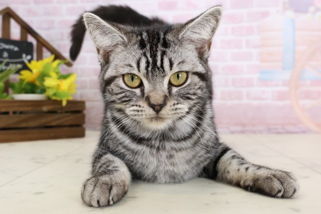 福岡県のアメリカンショートヘアー (Coo&RIKU福岡東店/2025年9月9日生まれ/女の子/シルバータビー)の子猫の1枚目の画像