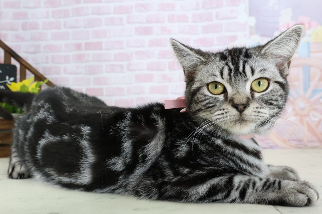 福岡県のアメリカンショートヘアー (Coo&RIKU福岡東店/2025年9月9日生まれ/女の子/シルバータビー)の子猫の2枚目の画像