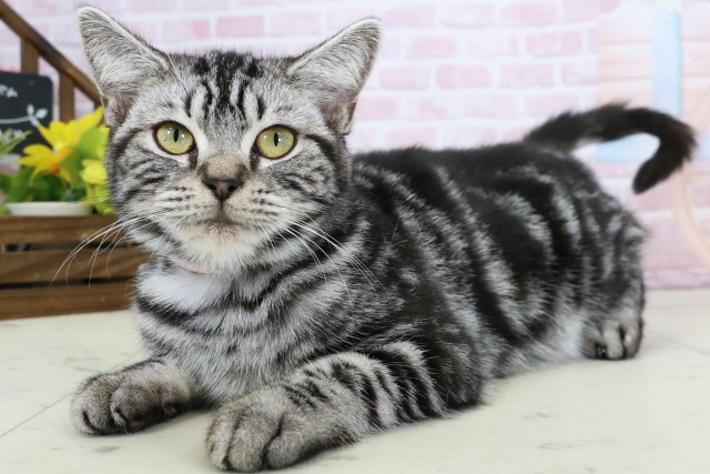 福岡県のアメリカンショートヘアー (Coo&RIKU福岡東店/2025年9月9日生まれ/女の子/シルバータビー)の子猫の3枚目の画像