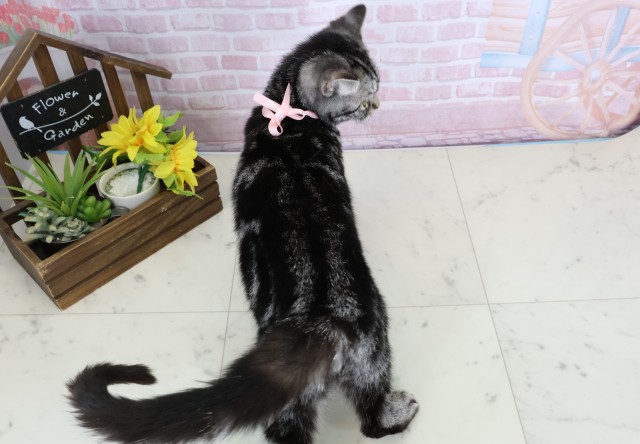 福岡県のアメリカンショートヘアー (Coo&RIKU福岡東店/2025年9月9日生まれ/女の子/シルバータビー)の子猫の4枚目の画像