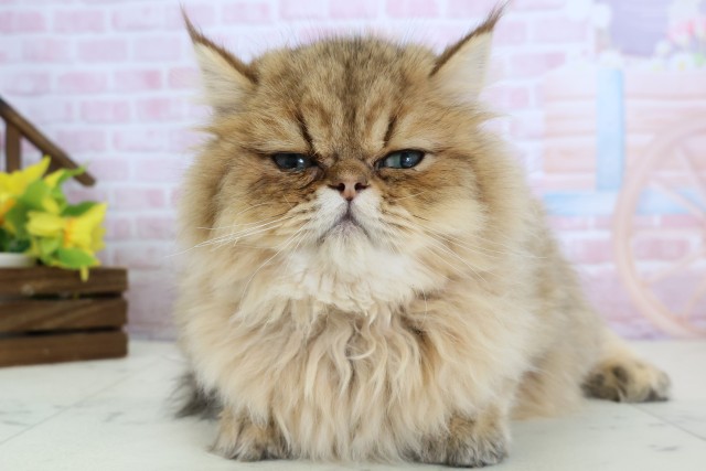 福岡県のペルシャ (Coo&RIKU行橋店/2025年9月9日生まれ/男の子/チンチラゴールデン)の子猫