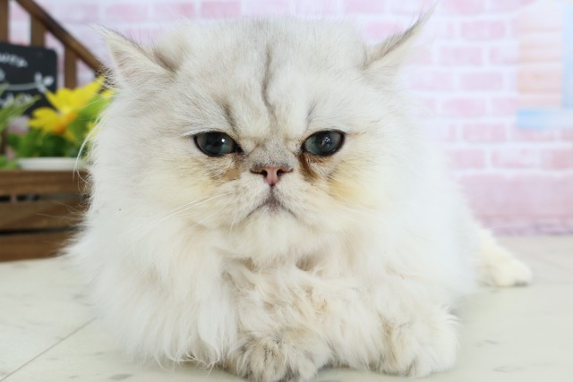 鹿児島県のペルシャ (Coo&RIKU鹿児島店/2025年9月9日生まれ/男の子/チンチラシルバー)の子猫の1枚目の画像