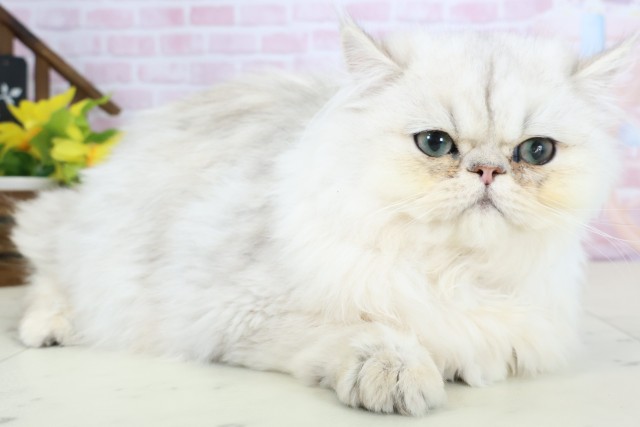 鹿児島県のペルシャ (Coo&RIKU鹿児島店/2025年9月9日生まれ/男の子/チンチラシルバー)の子猫の2枚目の画像