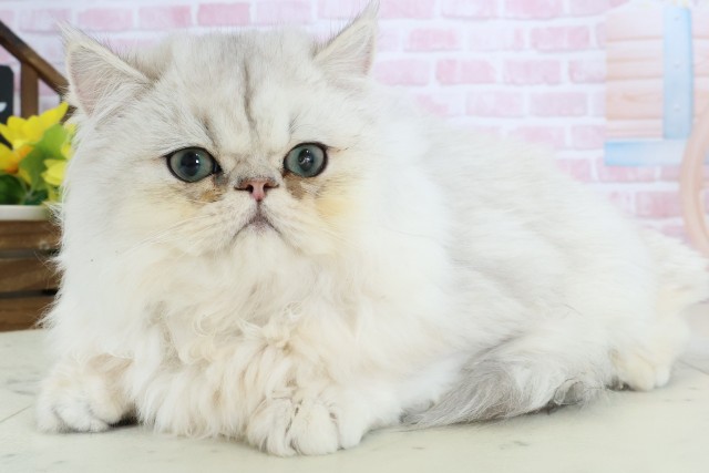 鹿児島県のペルシャ (Coo&RIKU鹿児島店/2025年9月9日生まれ/男の子/チンチラシルバー)の子猫の3枚目の画像