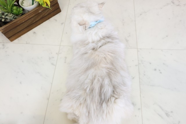 鹿児島県のペルシャ (Coo&RIKU鹿児島店/2025年9月9日生まれ/男の子/チンチラシルバー)の子猫の4枚目の画像