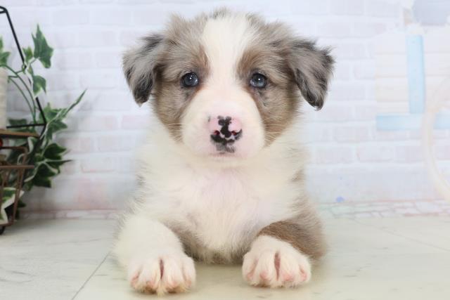 大分県のボーダーコリー (Coo&RIKU大分店/2026年1月19日生まれ/女の子/ブルーマール)の子犬